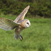 Buy canvas prints of Barn owl flying by  by Ian Duffield