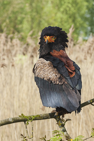 Bateleur eagle looking round.  Picture Board by Ian Duffield