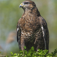 Buy canvas prints of  Buzzard on hawthorn. by Ian Duffield