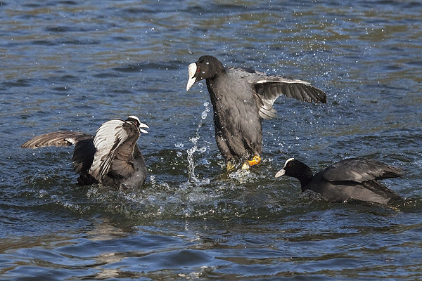  Warring coots battle it out. Picture Board by Ian Duffield