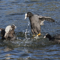 Buy canvas prints of  Warring coots battle it out. by Ian Duffield