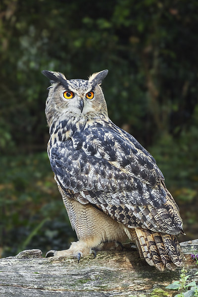  Eagle owl on a log. Picture Board by Ian Duffield