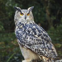 Buy canvas prints of  Eagle owl on a log. by Ian Duffield