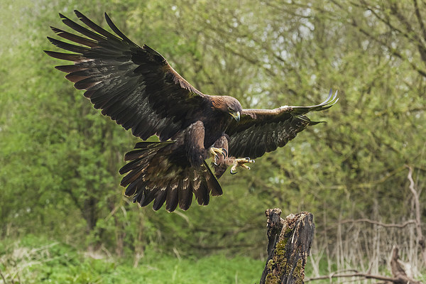  Golden eagle about to land. Picture Board by Ian Duffield