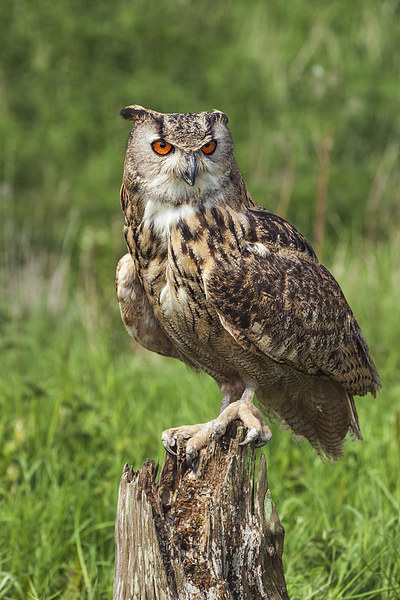 Magnificent Eagle Owl on Tree Stump.  Picture Board by Ian Duffield