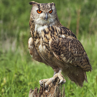Buy canvas prints of Magnificent Eagle Owl on Tree Stump.  by Ian Duffield