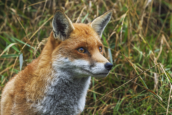  Fox in the grass. Picture Board by Ian Duffield
