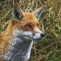 Buy canvas prints of  Fox in the grass. by Ian Duffield