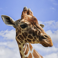 Buy canvas prints of  Curious Giraffe by Ian Duffield