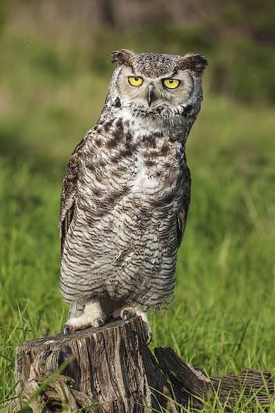 Great Horned Owl leaning over.  Picture Board by Ian Duffield