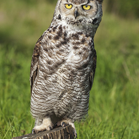 Buy canvas prints of Great Horned Owl leaning over.  by Ian Duffield