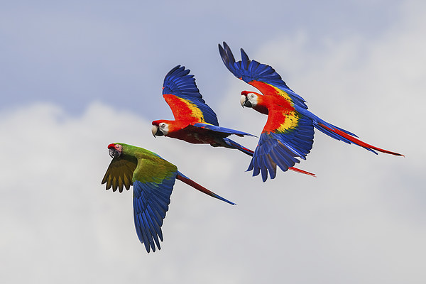  Multi-coloured macaws in flight, Picture Board by Ian Duffield