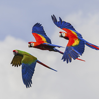 Buy canvas prints of  Multi-coloured macaws in flight, by Ian Duffield