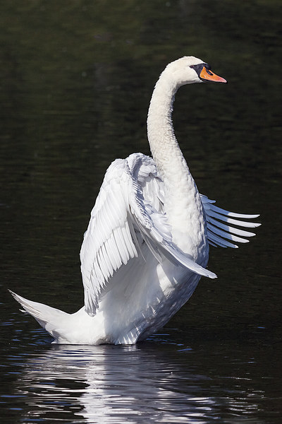  Standing Swan. Picture Board by Ian Duffield