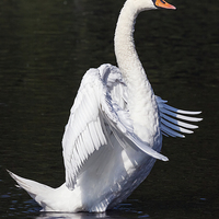 Buy canvas prints of  Standing Swan. by Ian Duffield