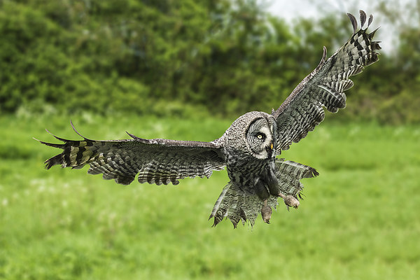  Great grey owl in flight. Picture Board by Ian Duffield