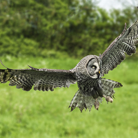 Buy canvas prints of  Great grey owl in flight. by Ian Duffield