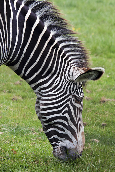 Grevy's Zebra grazing.  Picture Board by Ian Duffield