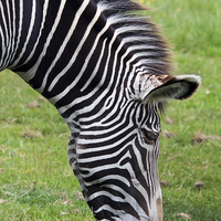 Buy canvas prints of Grevy's Zebra grazing.  by Ian Duffield