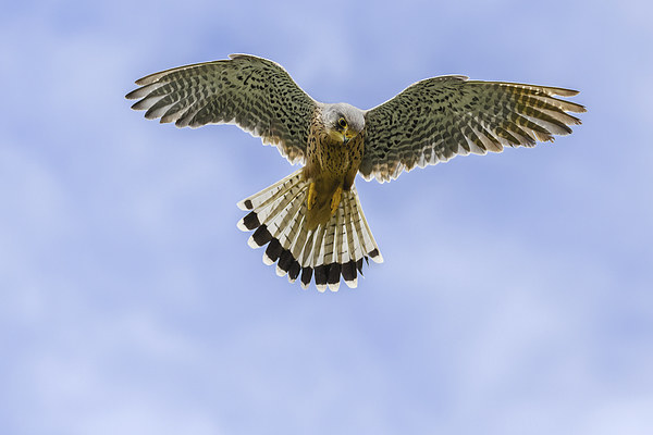  Kestrel hovering in a blue sky. Picture Board by Ian Duffield