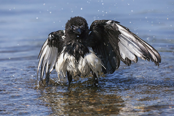  Bedraggled magpie having a bath. Picture Board by Ian Duffield