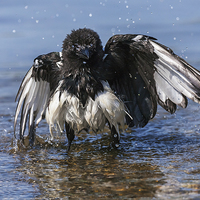 Buy canvas prints of  Bedraggled magpie having a bath. by Ian Duffield