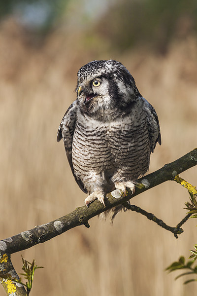  Northern Hawk Owl calling. Picture Board by Ian Duffield