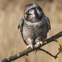 Buy canvas prints of  Northern Hawk Owl calling. by Ian Duffield