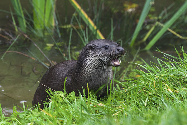  Otter emerging from the water Picture Board by Ian Duffield