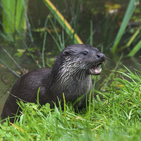Buy canvas prints of  Otter emerging from the water by Ian Duffield