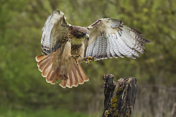  Red-tailed Hawk landing. Picture Board by Ian Duffield