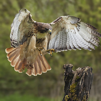 Buy canvas prints of  Red-tailed Hawk landing. by Ian Duffield