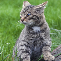 Buy canvas prints of  Scottish Wildcat kitten strikes a pose. by Ian Duffield
