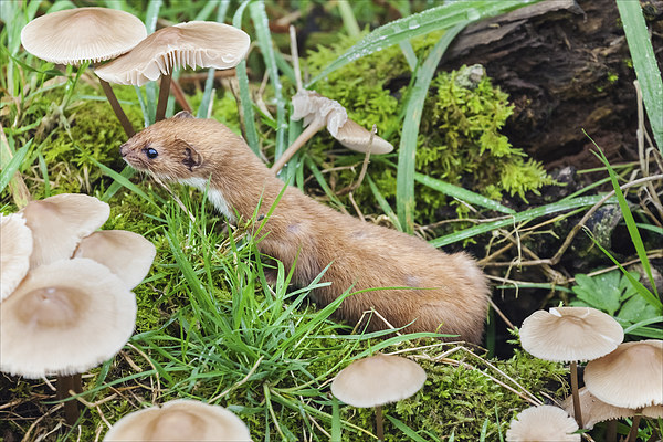 Weasel amongst the toadstools.  Picture Board by Ian Duffield