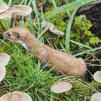 Buy canvas prints of Weasel amongst the toadstools.  by Ian Duffield