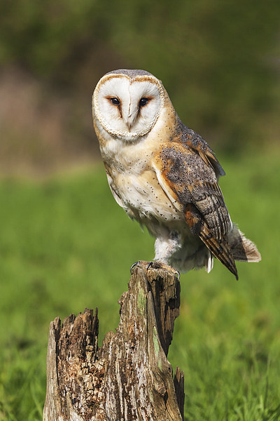  Barn Owl perched on a tree stump. Picture Board by Ian Duffield