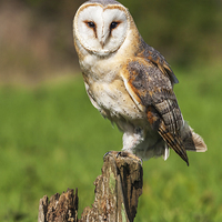 Buy canvas prints of  Barn Owl perched on a tree stump. by Ian Duffield