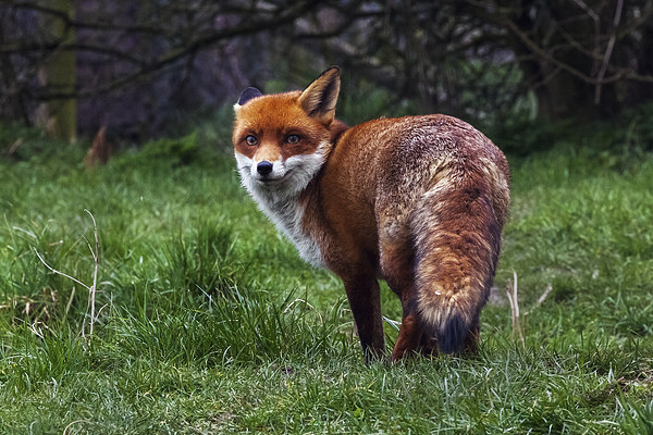  Wary fox looking back Picture Board by Ian Duffield