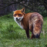 Buy canvas prints of  Wary fox looking back by Ian Duffield