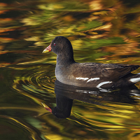 Buy canvas prints of  Moorhen swimming amongst amazing colours by Ian Duffield