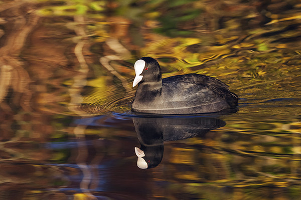  Coot swimming amongst amazing reflections. Picture Board by Ian Duffield