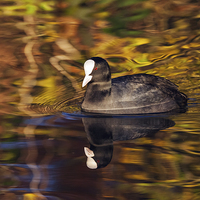 Buy canvas prints of  Coot swimming amongst amazing reflections. by Ian Duffield