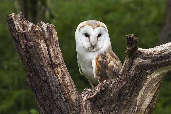  Barn owl perched in the fork of an old tree trunk Picture Board by Ian Duffield