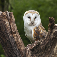 Buy canvas prints of  Barn owl perched in the fork of an old tree trunk by Ian Duffield