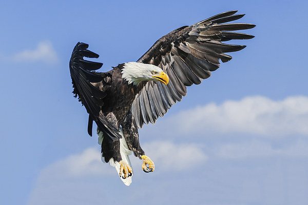 Bald Eagle coming down  Picture Board by Ian Duffield