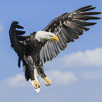 Buy canvas prints of Bald Eagle coming down  by Ian Duffield