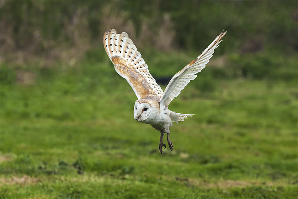 Barn owl quatering the fields.  Picture Board by Ian Duffield