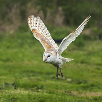Buy canvas prints of Barn owl quatering the fields.  by Ian Duffield