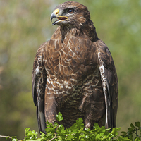 Buy canvas prints of  Buzzard perched in hawthorn. by Ian Duffield
