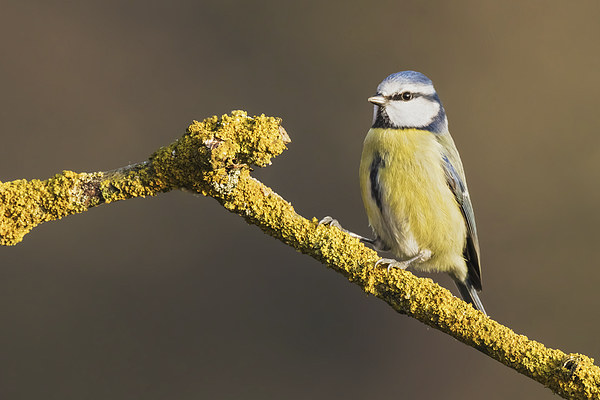  Blue tit standing on lichen covered branch Picture Board by Ian Duffield